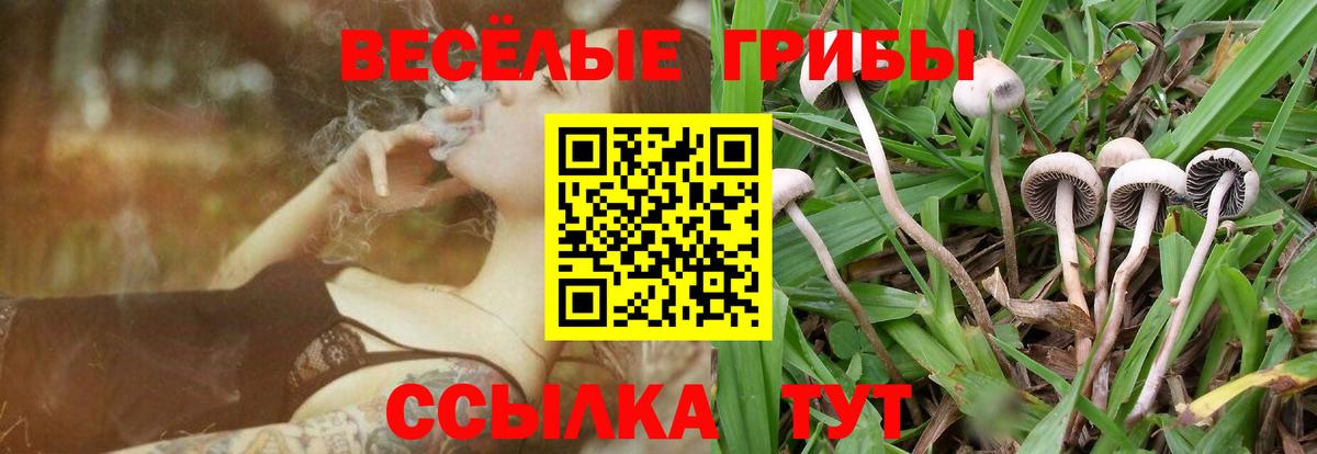 Клинцы  продажа наркотиков  Вход с VPN  Псилоцибиновые грибы Cubensis 